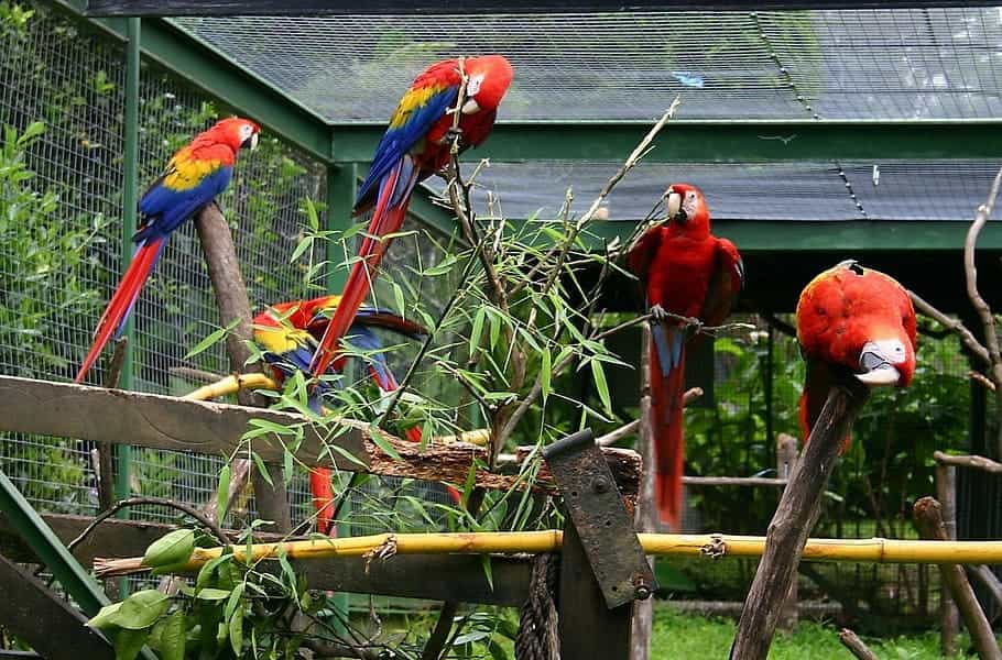 Themed Birds Park