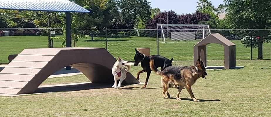 Dog Park