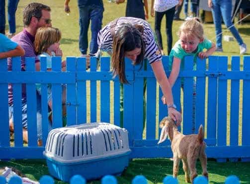 Petting Farm